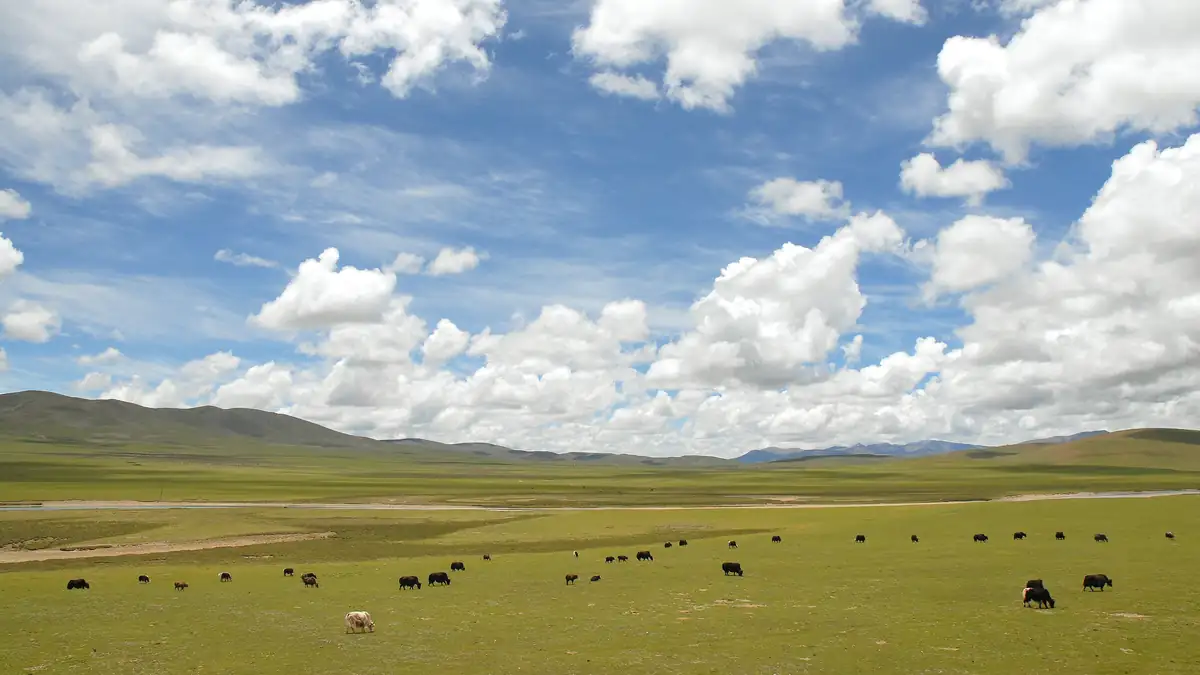 Tibet : le séisme de magnitude 7 vient d'un plateau qui s'étale sous son propre poids